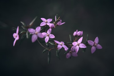 倾斜移位镜头中的紫色花朵